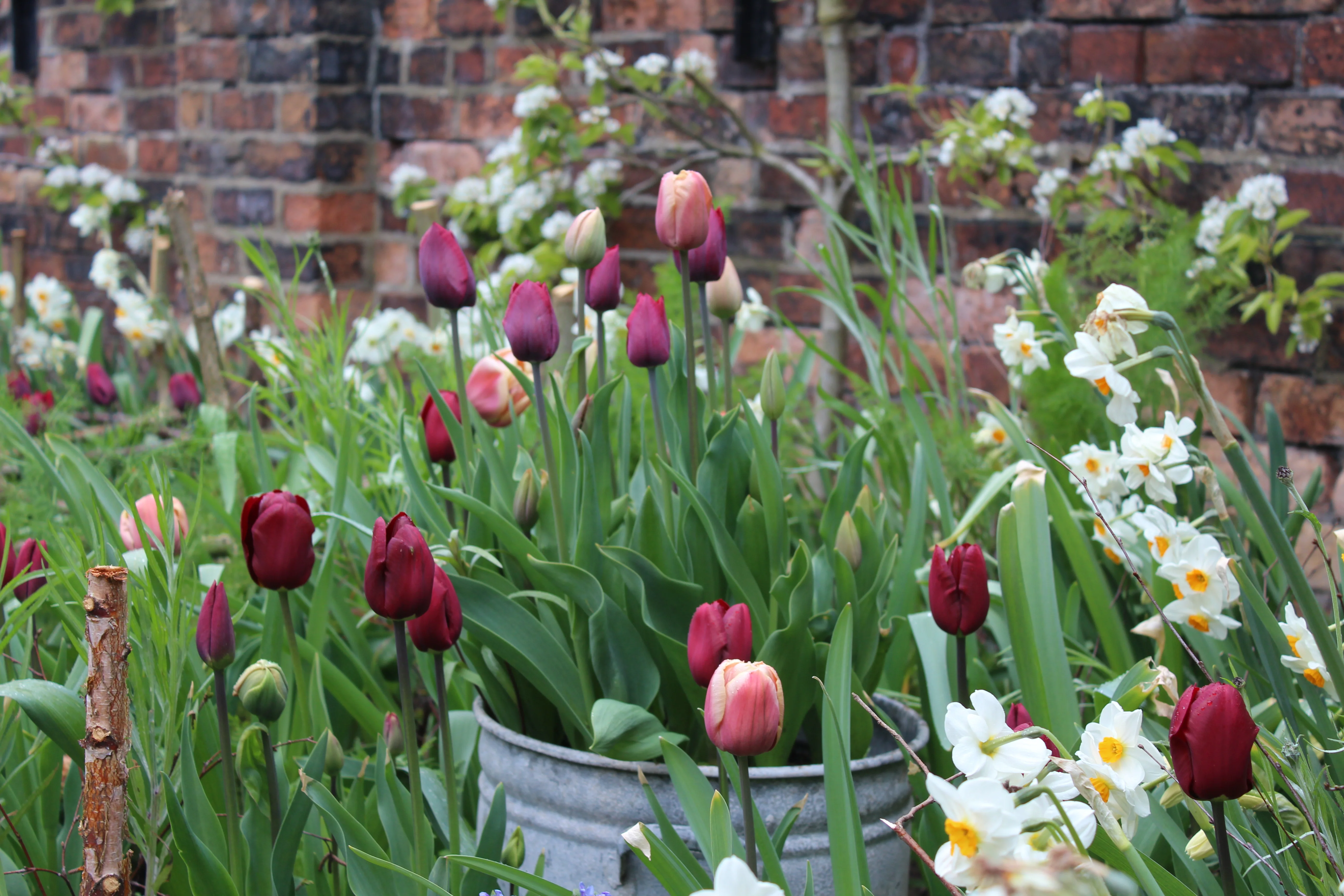 Arthur Parkinson's Tulip & Cutting Garden Masterclass - Image 3